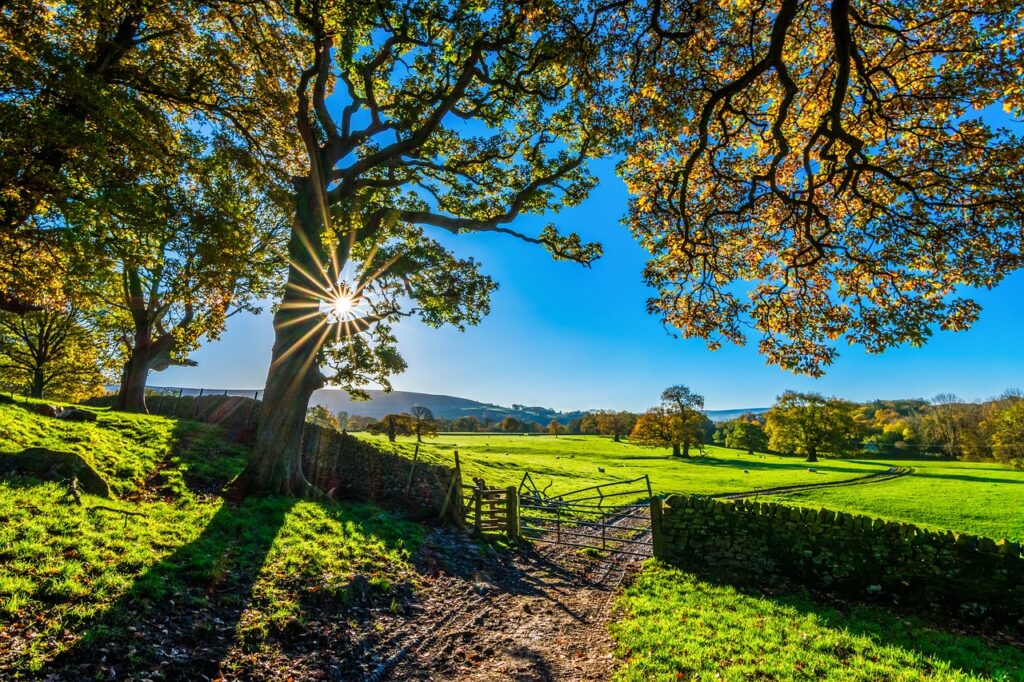 trees, farm, fence-2900064.jpg